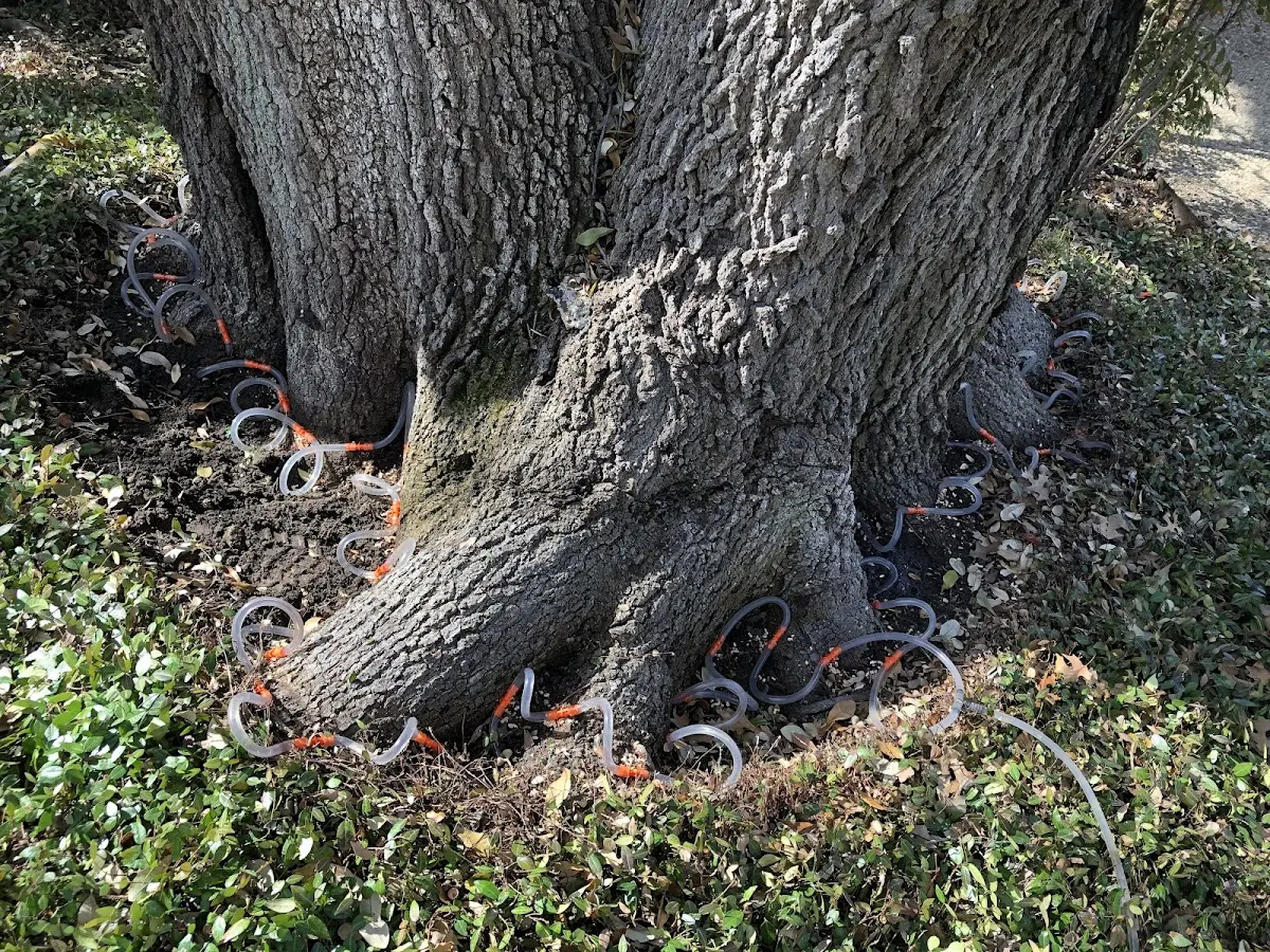 Detailed Tree Cabling and Bracing job site in Millersburg