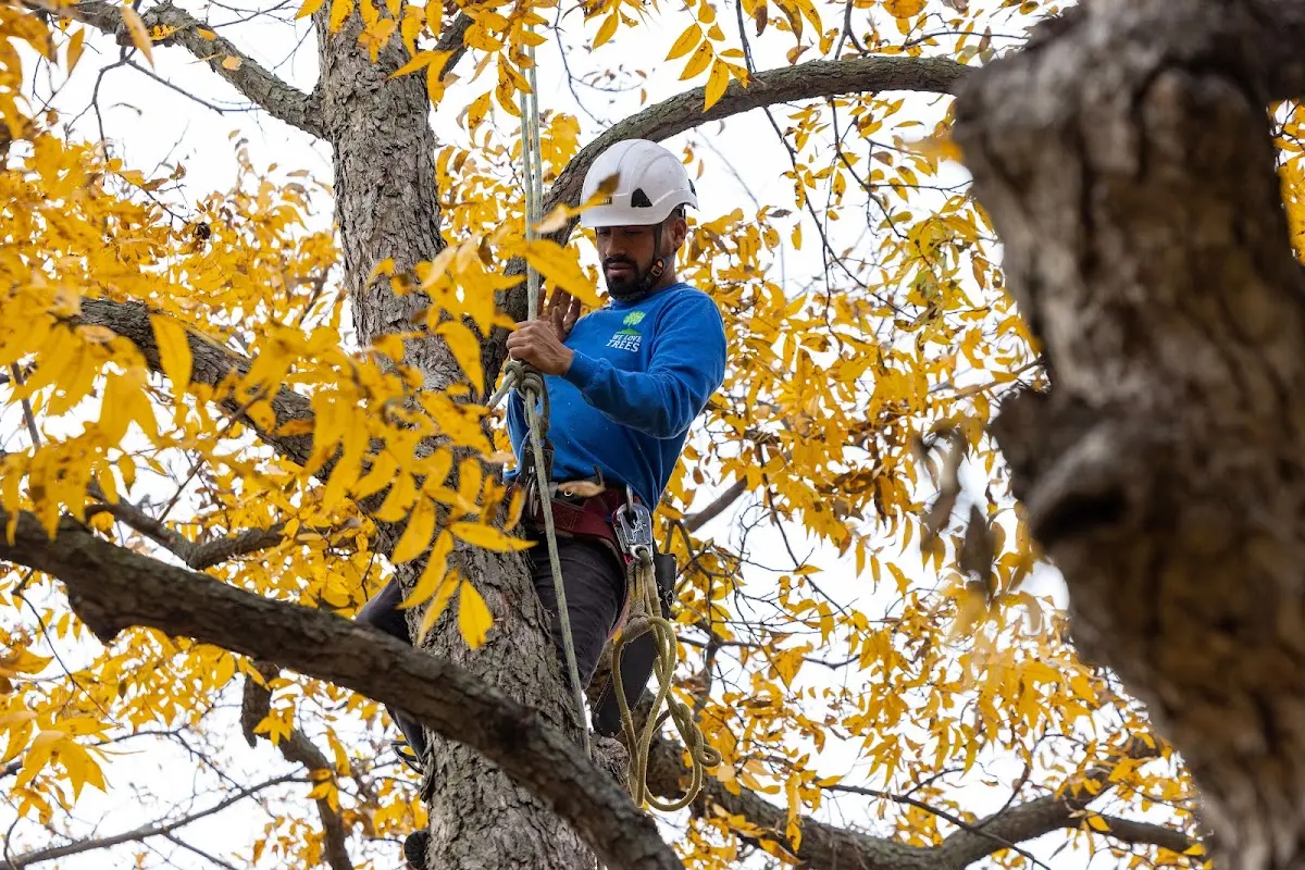 Skilled Tree Transplanting crew working in Millersburg
